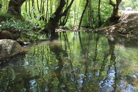 Forest Natural Stream, Stream, River Stock Photos