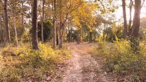 Forest nature in autumn Stock-Footage 169011870