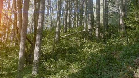 Forest Nature Background, Fern Path Green Woods Hiking Background, Travel Trees Stock Footage 109587077