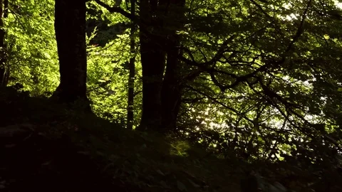 The forest. Nature background Stock Footage 80660887