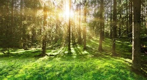 Forest nature background 스톡 사진