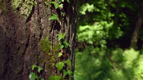 Forest nature background. Tree trunk covered by ivy. POV pedestal movement shot. Stock Footage 139063618
