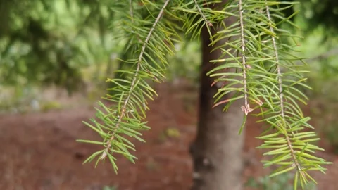 The forest nature is beautiful Stock Footage 319039723