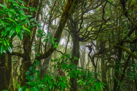 Into the forest. Nature composition. Stock Photos