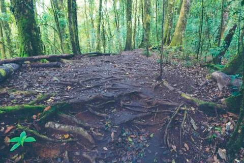 Into the forest. Nature composition. Stock Photos