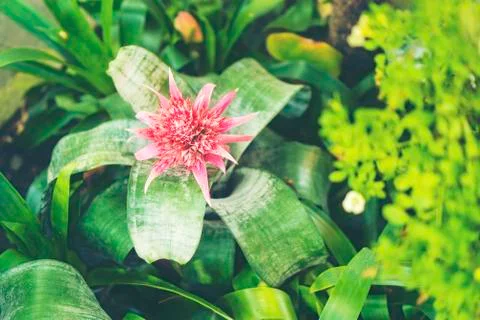 Into the forest. Nature composition. Stock Photos