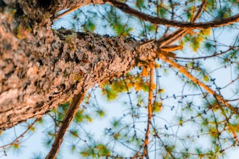 Into the forest. Nature composition Stock Photos