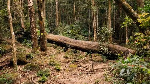 Into the forest. Nature composition. Stock Photos