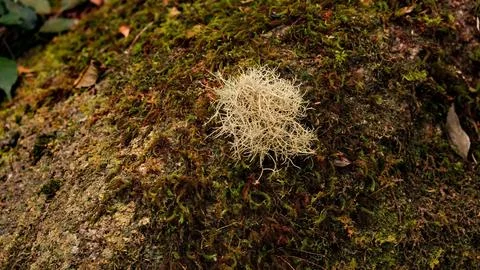 Into the forest. Nature composition. Stock Photos