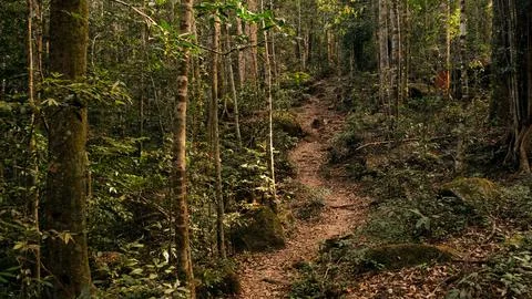 Into the forest. Nature composition. Stock Photos