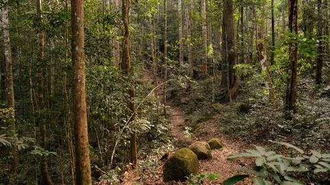 Into the forest. Nature composition. Stock Photos