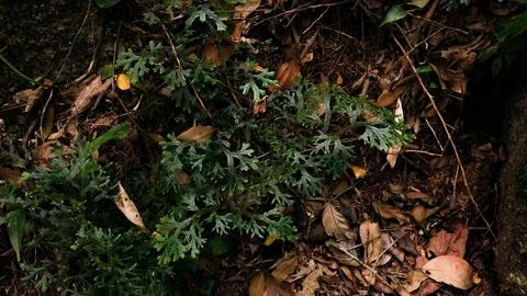 Into the forest. Nature composition. Stock Photos