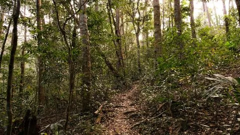 Into the forest. Nature composition. Stock Photos