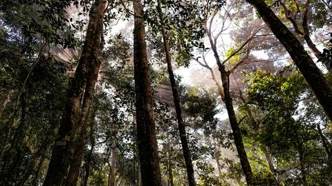Into the forest. Nature composition. Stock Photos