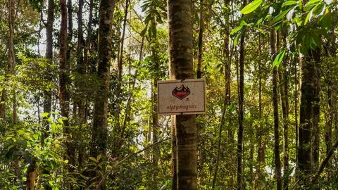 Into the forest. Nature composition. Stock Photos