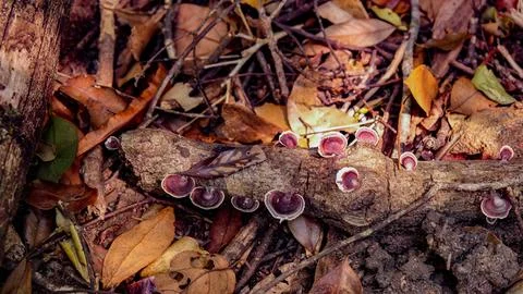 Into the forest. Nature composition. Stock Photos