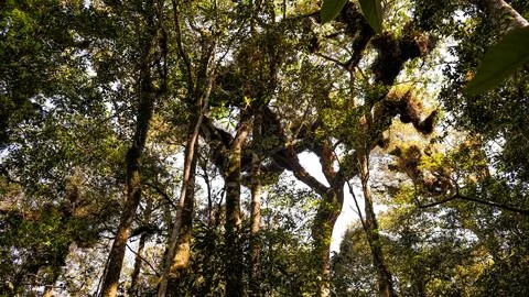 Into the forest. Nature composition. Stock Photos