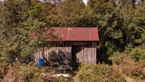 Into the forest. Nature composition. Stock Photos
