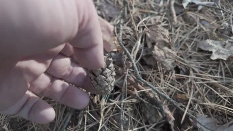 Forest nature. different elements of forest nature. vegetation in the fores.. Stock Footage 289558489