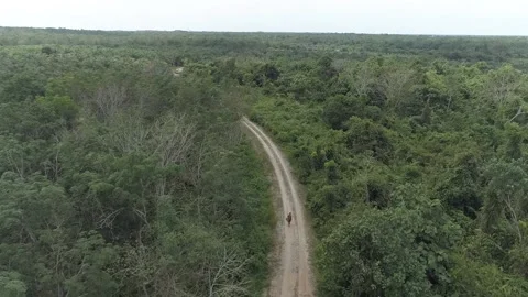 FOREST NATURE Stock Footage 199774050