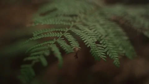 Forest nature Stock Footage 235710601