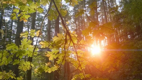 Forest Nature Landscape Background Sun, Beautiful Sunshine Hike Bright Sunshine Stock Footage 109570737