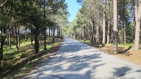 Forest nature landscape 스톡 동영상 198068525