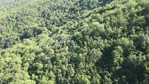 Forest nature landscape Stock Footage 240780970