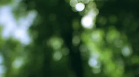 Forest nature light bokeh background Stock Footage 62334572