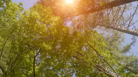 Forest Nature Looking Up Tree Top Landscape Beautiful Sunlight Bright Lens Flare Stock Footage 109584904