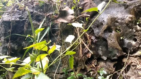 Forest Nature in the Lowlands Stock Footage 328916093