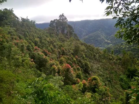 Forest Nature 库存照片