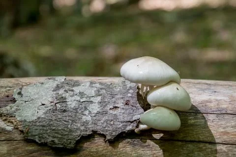 Forest nature Stock Photos