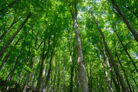 Forest nature Stock Photos