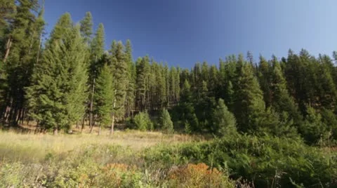 Forest nature pine tree hill dolly Stock Footage 8994818