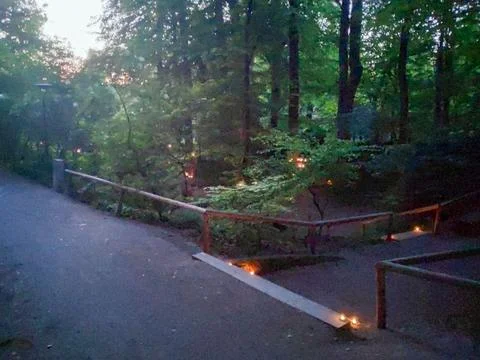 Forest Nature Scene 스톡 사진