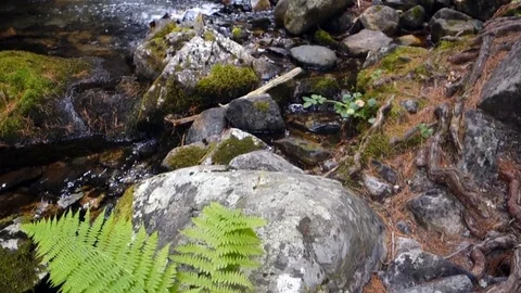 Forest Nature Stream Peaceful Stock Footage 118668416