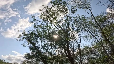Forest Nature Sun Light Shine Stock Footage 260381118