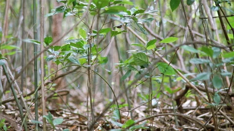 Forest natures with sunlight Stock Footage 51310637
