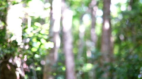 Forest natures with sunlight Stock Footage 51311836