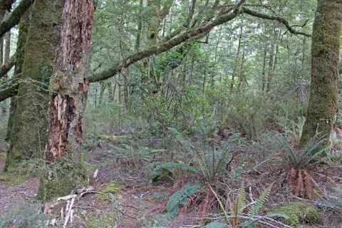 Forest near the blue pools walk Stock Photos
