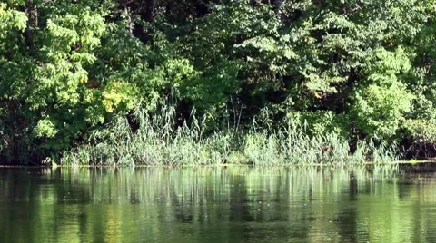 Forest near the river. 動画素材 8680247