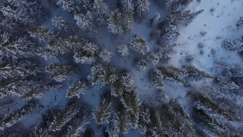 Forest near Tuv Video stock 171276401