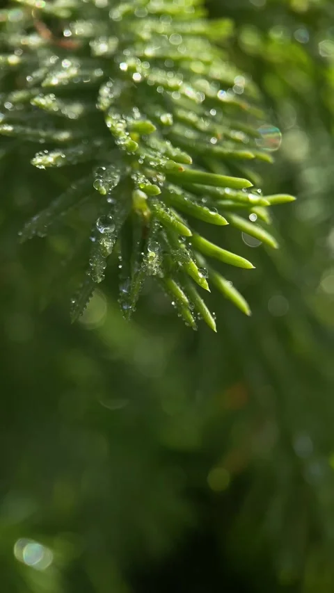 Forest, needle, pine Stock Footage 246590682