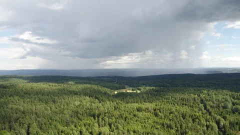 Forest at Nesodden Vídeos de archivo 88838912