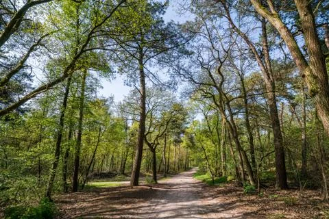 Forest Netherlands, a path going through the trees Stock Photos