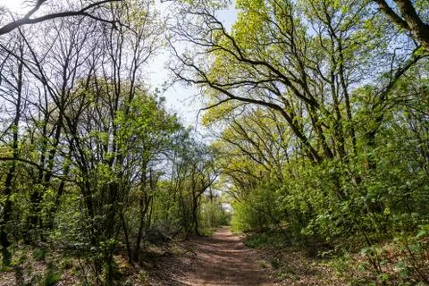 Forest Netherlands Stock Photos