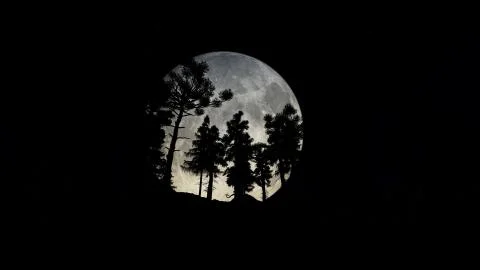 Forest at Night with Big Full Moon 스톡 일러스트