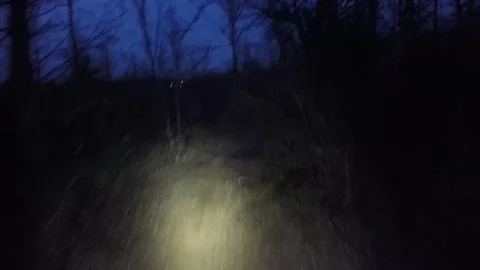 Forest at night Stock Footage 74175860