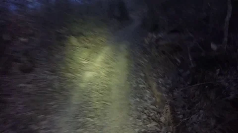 Forest at night Stock Footage 74176250